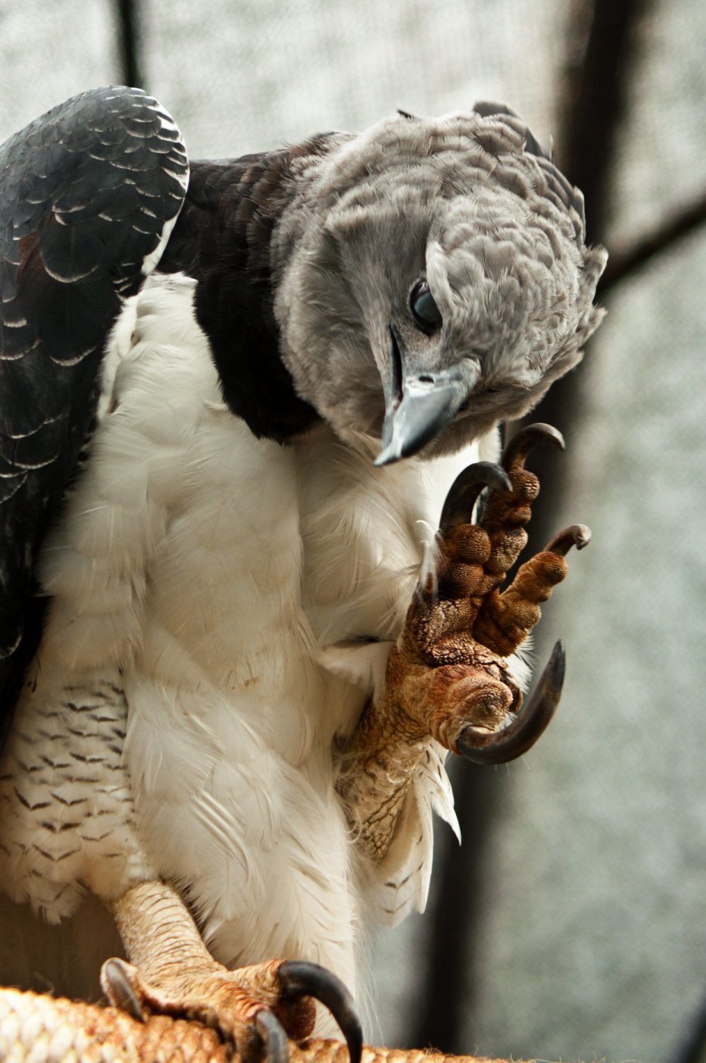 Harpy Eagle Sloth Eater Bird Advisors
