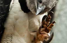 Harpy Eagle – Sloth Eater