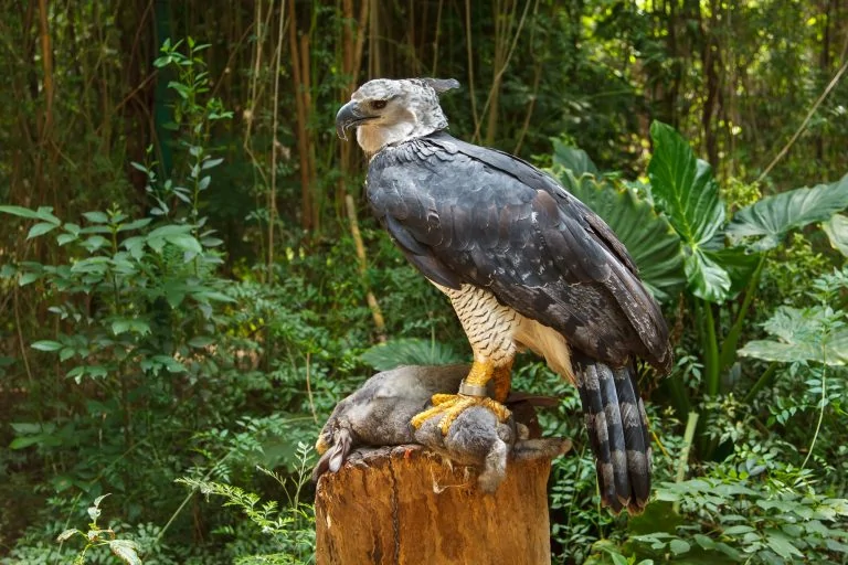 20 Harpy Eagle Facts