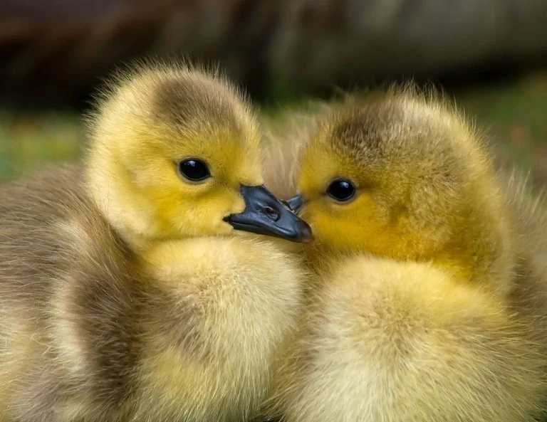 baby duck
