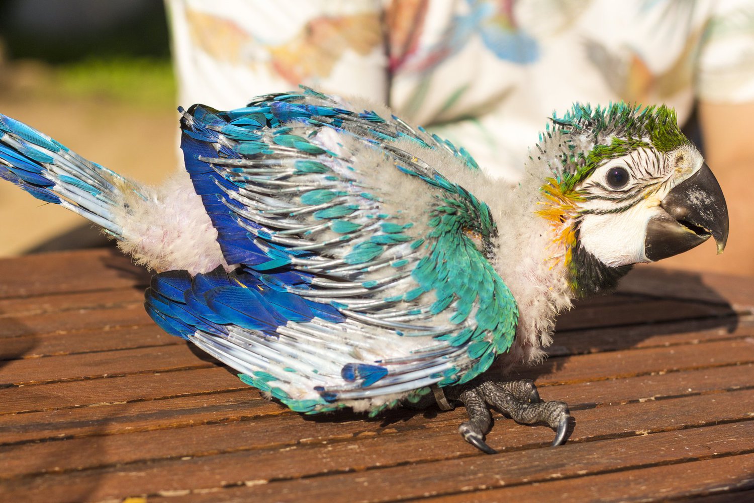 Cute Baby Birds Too Cute To Miss Bird Advisors