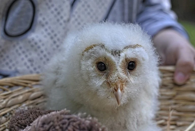 baby snowy owl