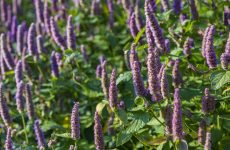 25 Purple Flowers That Hummingbirds Like