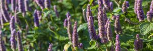 25 Purple Flowers That Hummingbirds Like