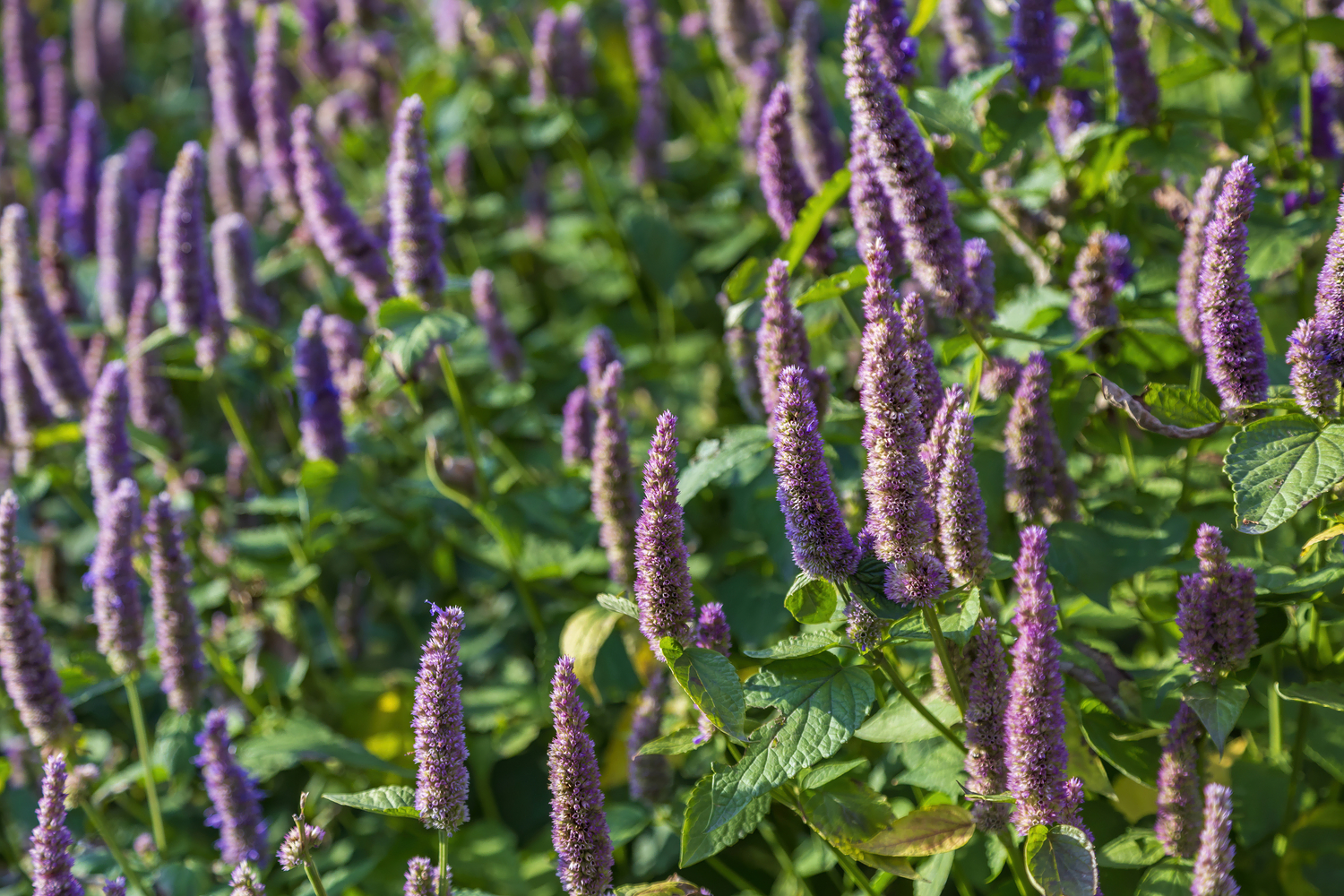 agastache