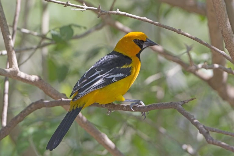 Altamira Oriole