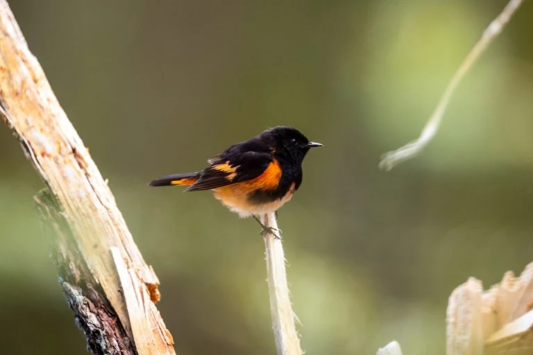 American redstart