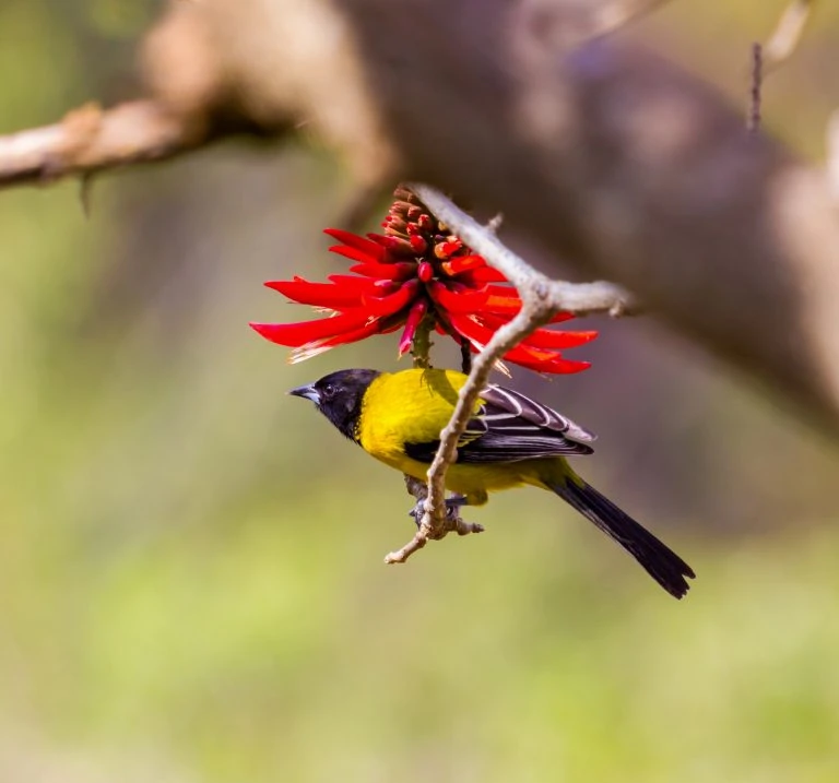 Audubons Oriole