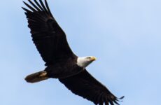 25 Winter Birds Wyoming (Out Birding)