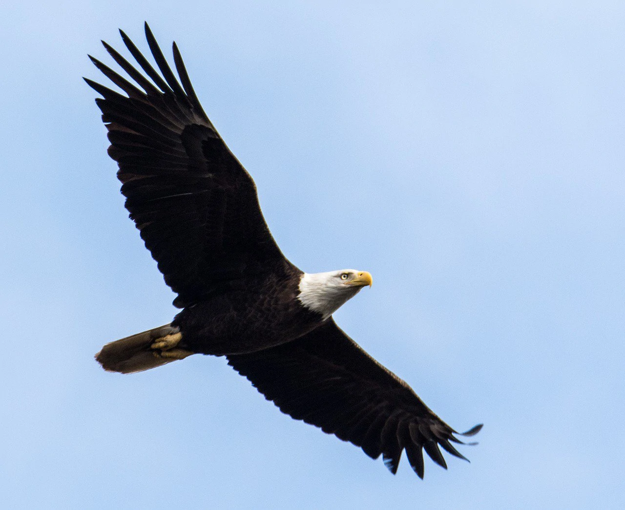 Bald Eagle flying