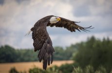 19 Largest Birds In New Mexico (By Weight, Length, Wingspan)