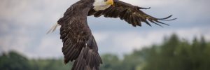 17 Largest Birds In Alaska (By Weight, Length, Wingspan)