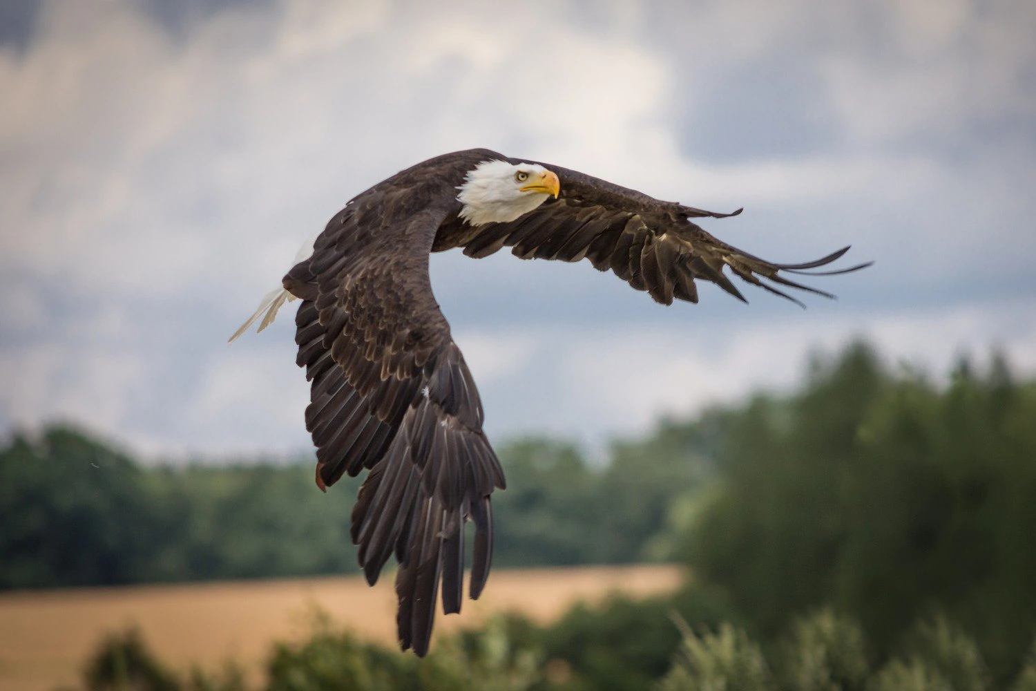 Bald Eagle flying