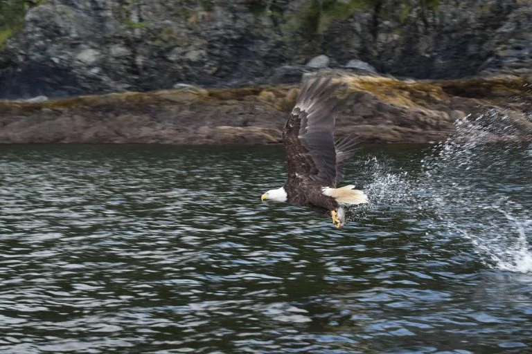 Bald Eagle hunting