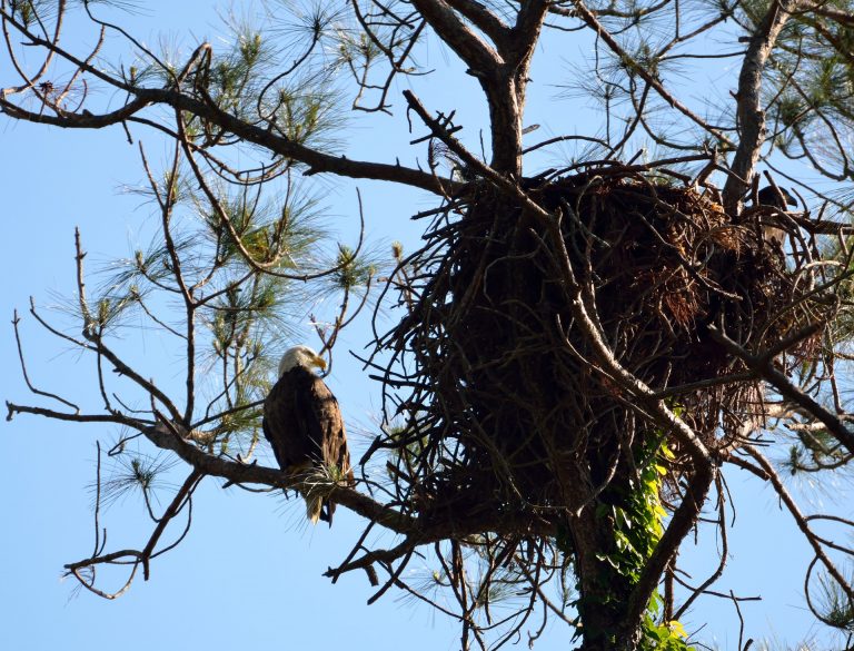 Bald Eagle nest