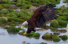 25 Bald Eagle Facts