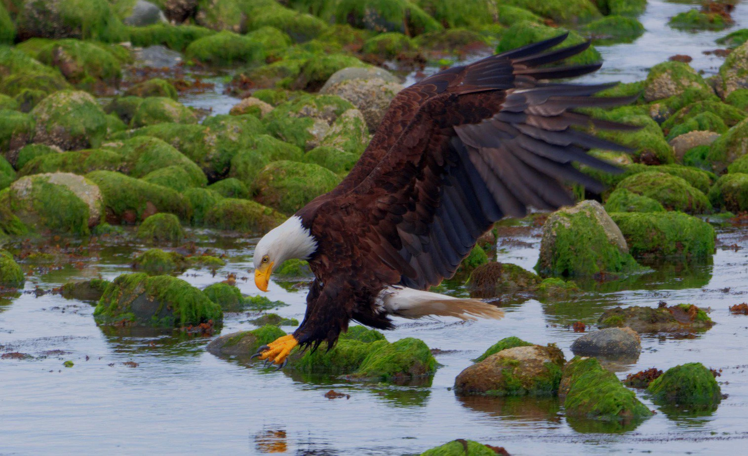 Bald Eagle prey
