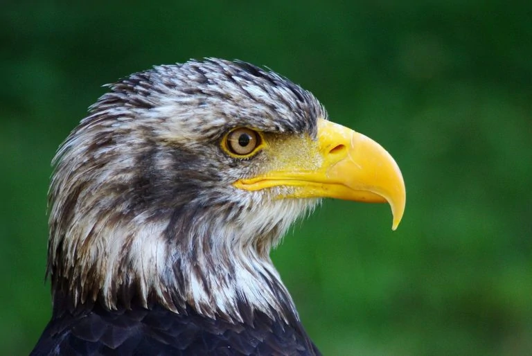 Bald Eagle young