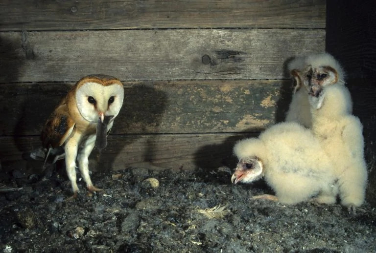 Barn owl nest and chicks