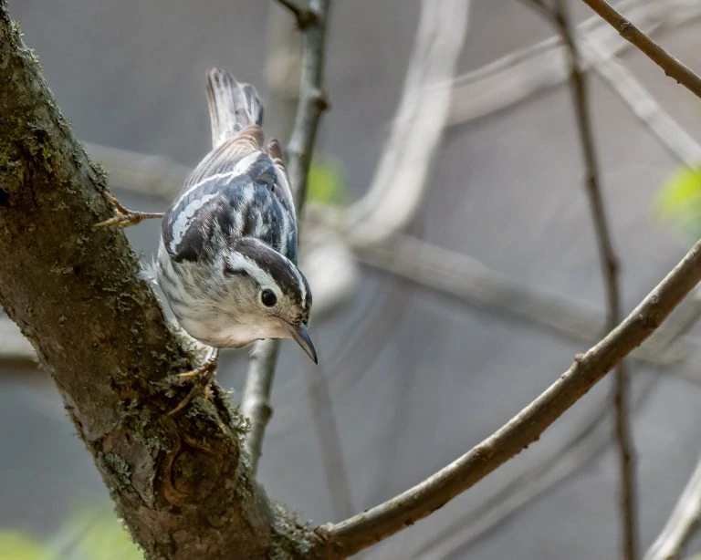 Black and white warbler