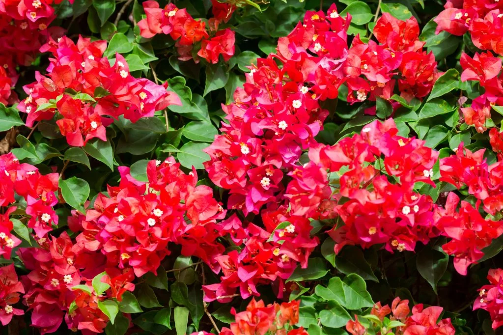 Bougainvillea