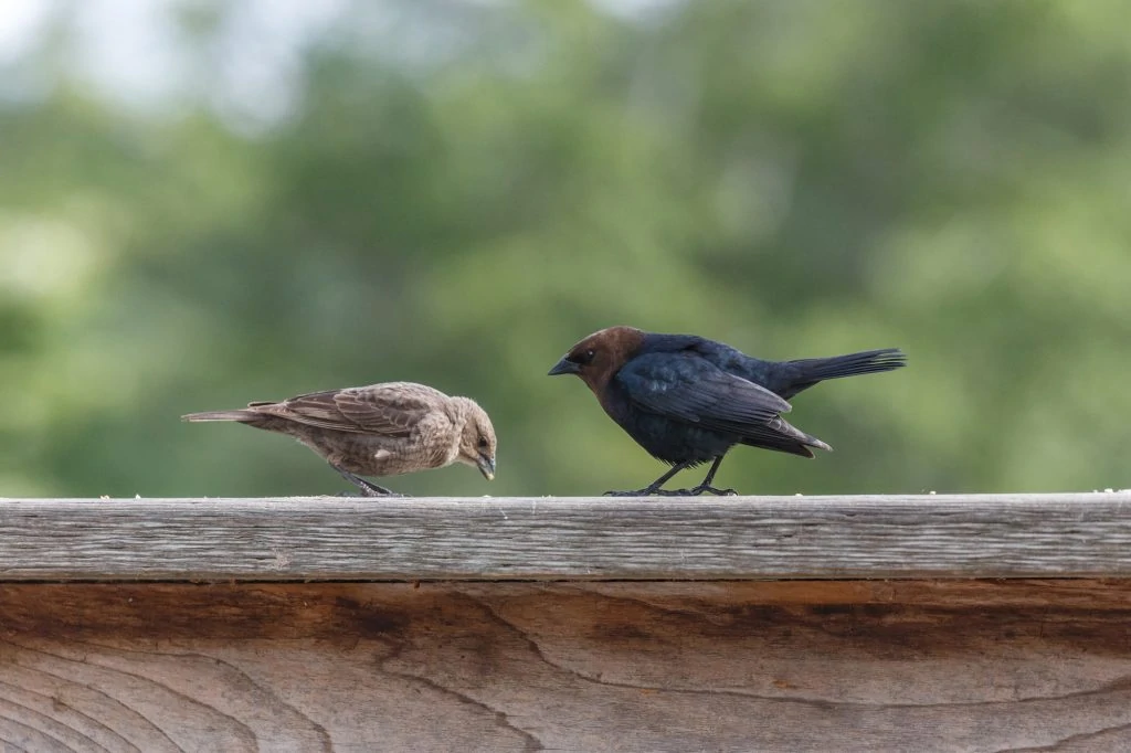 brown headed cowbird