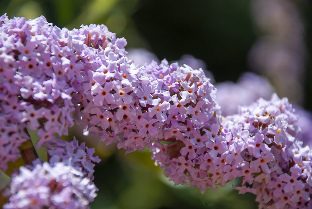 Buddleia