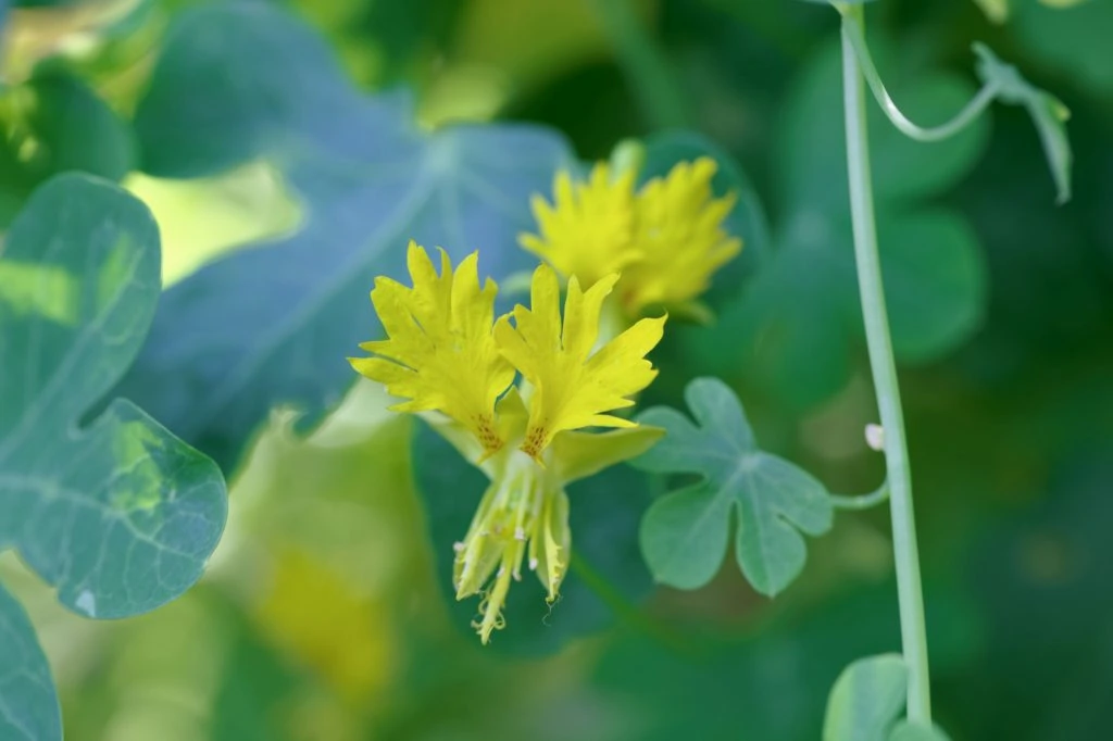 canary creeper