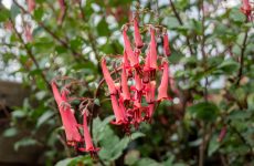 13 Bright Annuals To Attract Hummingbirds