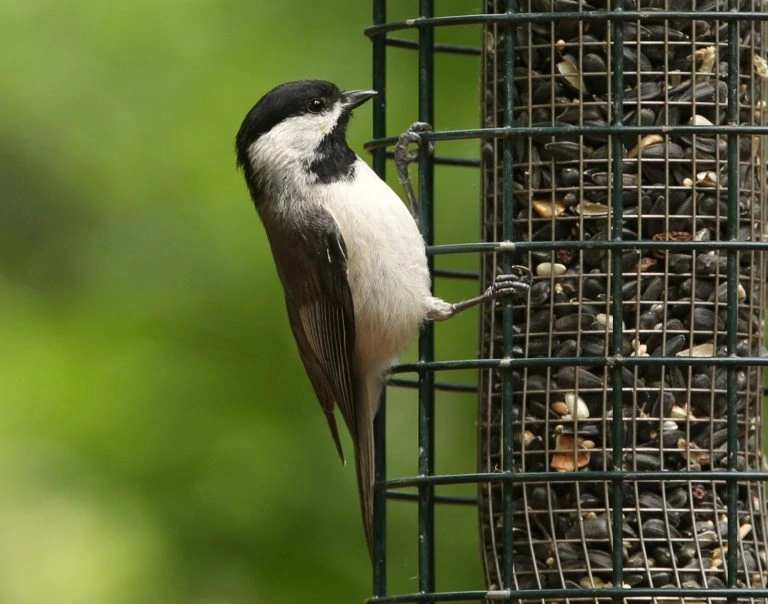 Carolina Chickadee