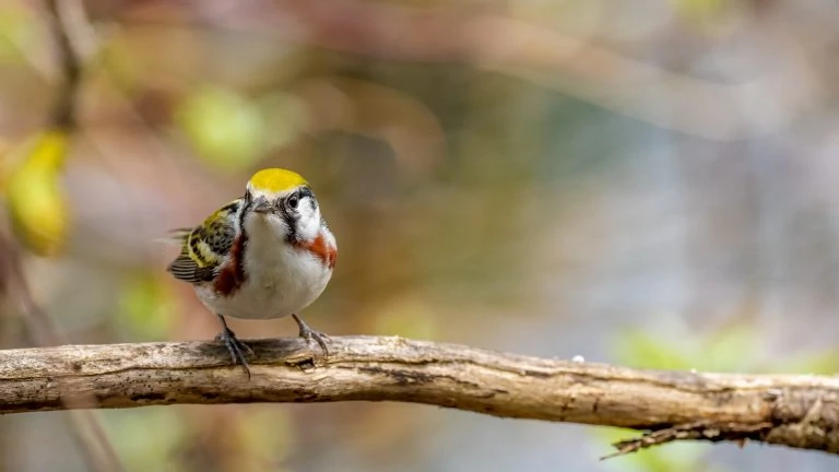 Chestnut sided warbler