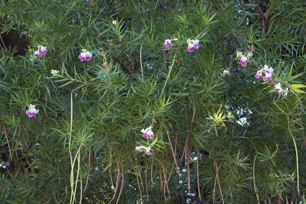 Desert willow