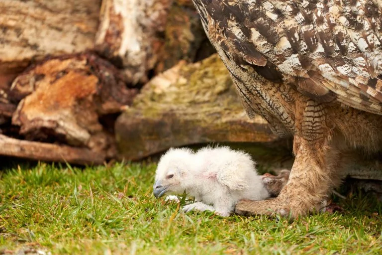 Wild Eagle Owl chick