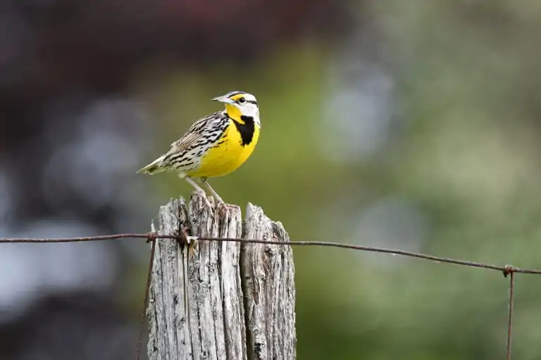 Eastern meadowlark