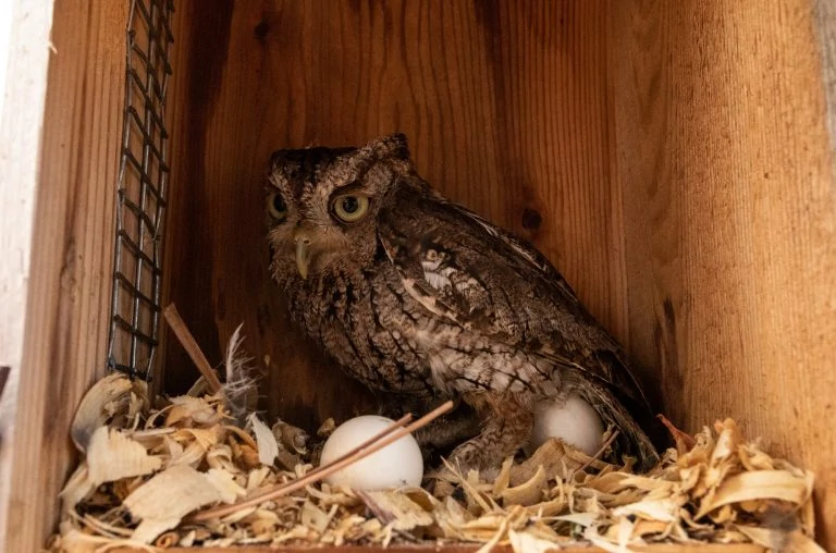 Nesting female eastern screech owl Megascops asio with eggs in a