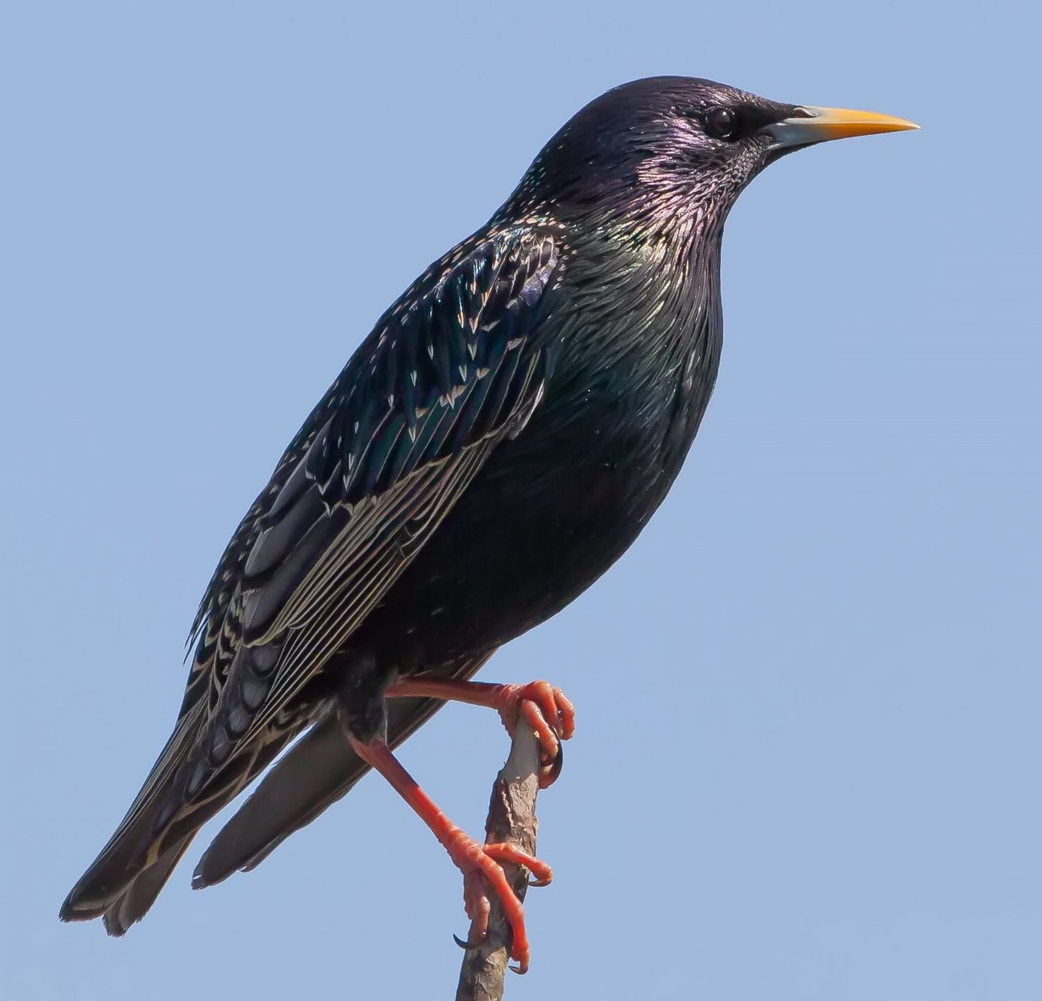 Top 28 Backyard Birds in Arkansas (Free Picture ID Printable) Bird