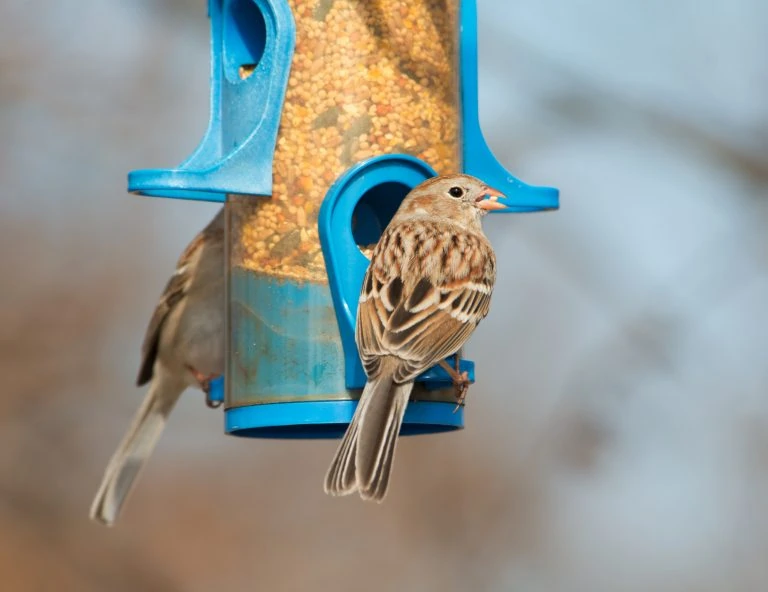 Field Sparrow