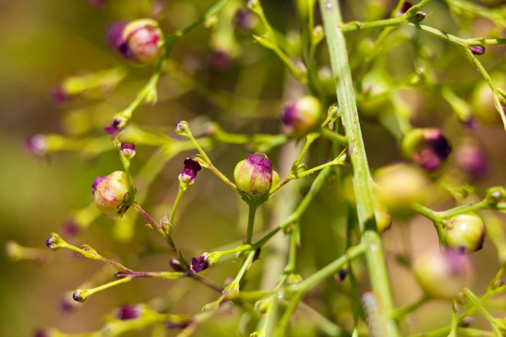 Figwort