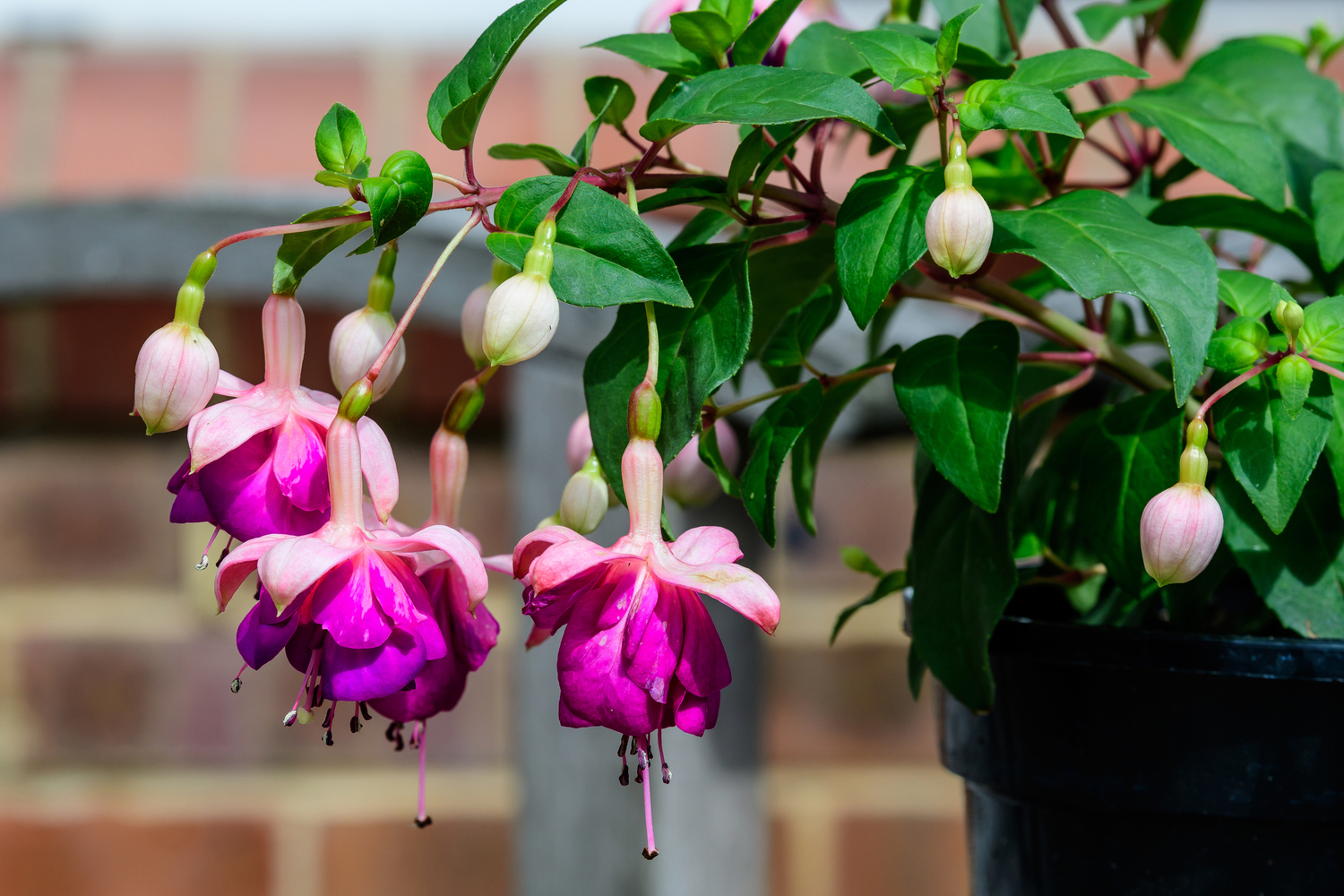 5 Potted Plants To Attract Hummingbirds