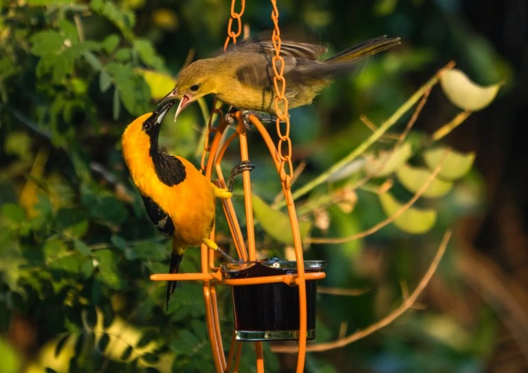 Hooded oriole