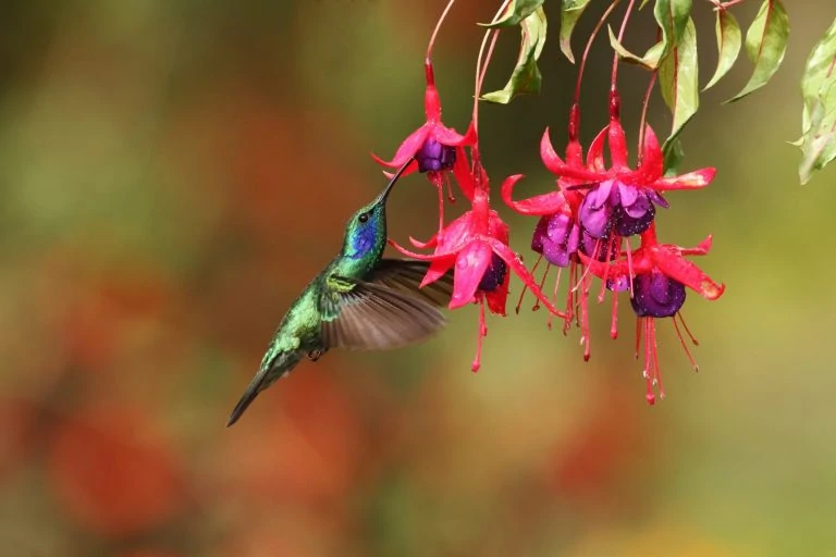 Hummingbird on fuchsia
