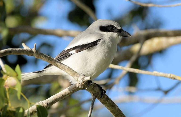 Loggerhead Shrike