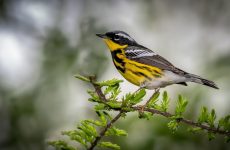 Magnolia Warbler