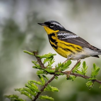 Magnolia Warbler