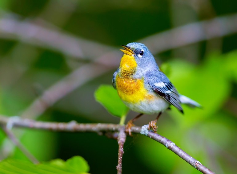 Northern Parula