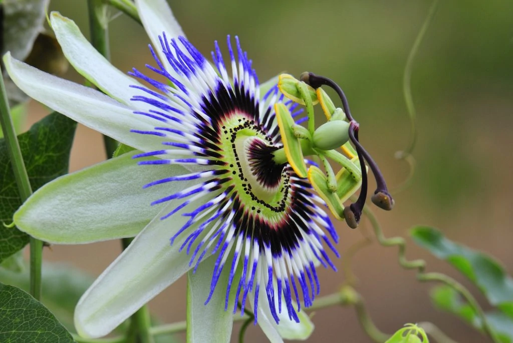 passion flower