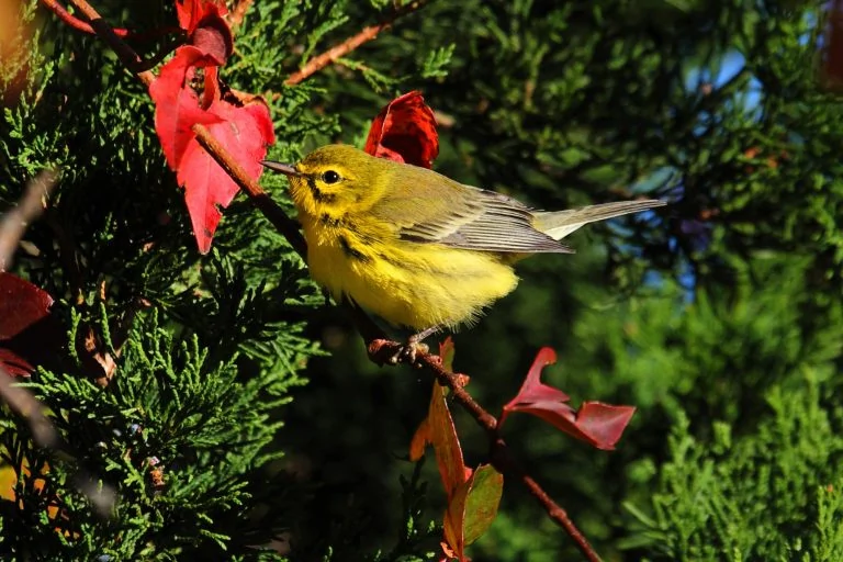 Prairie Warbler (Dendroica discolor)