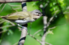 34 Small Birds In Nebraska You Should Know