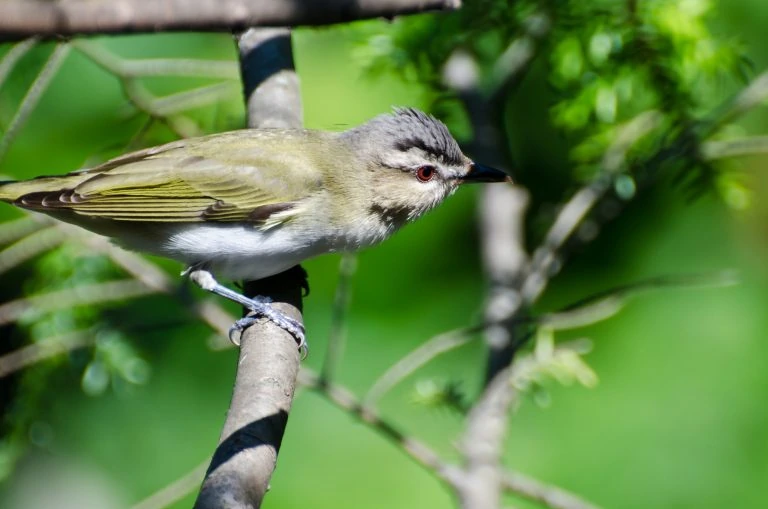 Red-Eyed Vireo