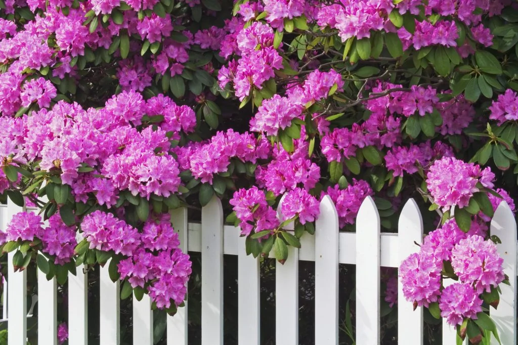 Rhododendrons